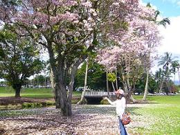 ハワイ島の桜・Sakisima Jun